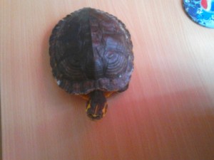 printul 1