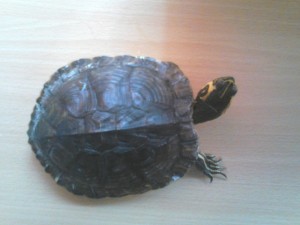 printul 2