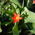 floare rosie parc