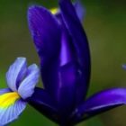 Airiseu Iris