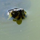 broasca testoasa florida abandonata