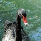 lebede negre parcul cismigiu