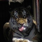 limba tigru zoo bucuresti