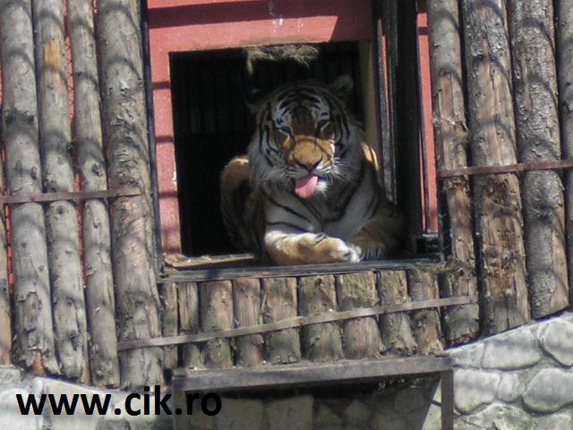 limba tigru zoo bucuresti