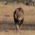 Cecil The Lion
