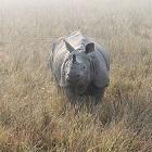 Atitudinea de rinocer uman