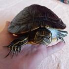 little bro bubu broasca testoasa florida