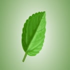 Embrace Your Love for Nature with LeafPurist.com