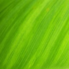 ifLeaf.com natural organic domain name idea for your startup